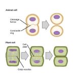 Biology Chapter 15 - Cell Reproduction